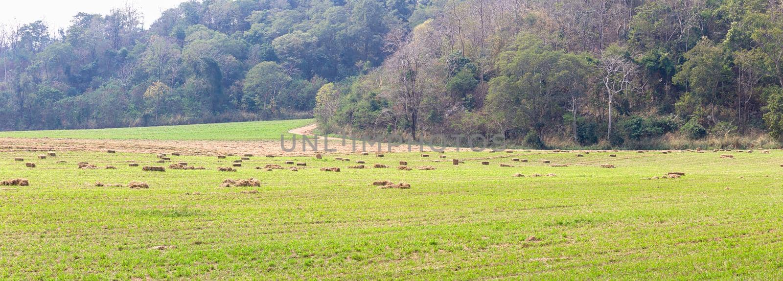 Panorama view of green fields in farmland by stoonn