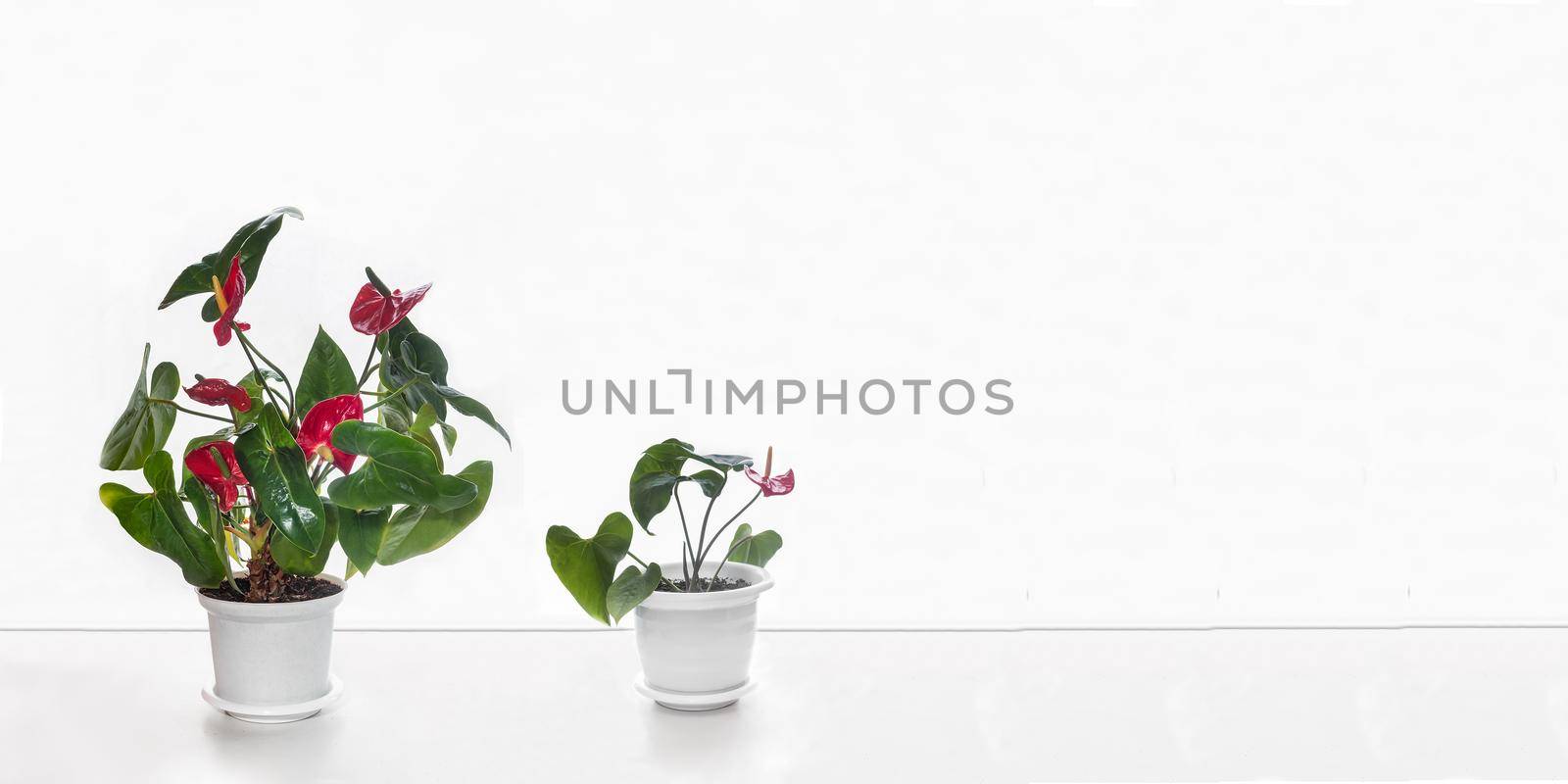 Indoor anthurium flowers on a white wall background by georgina198