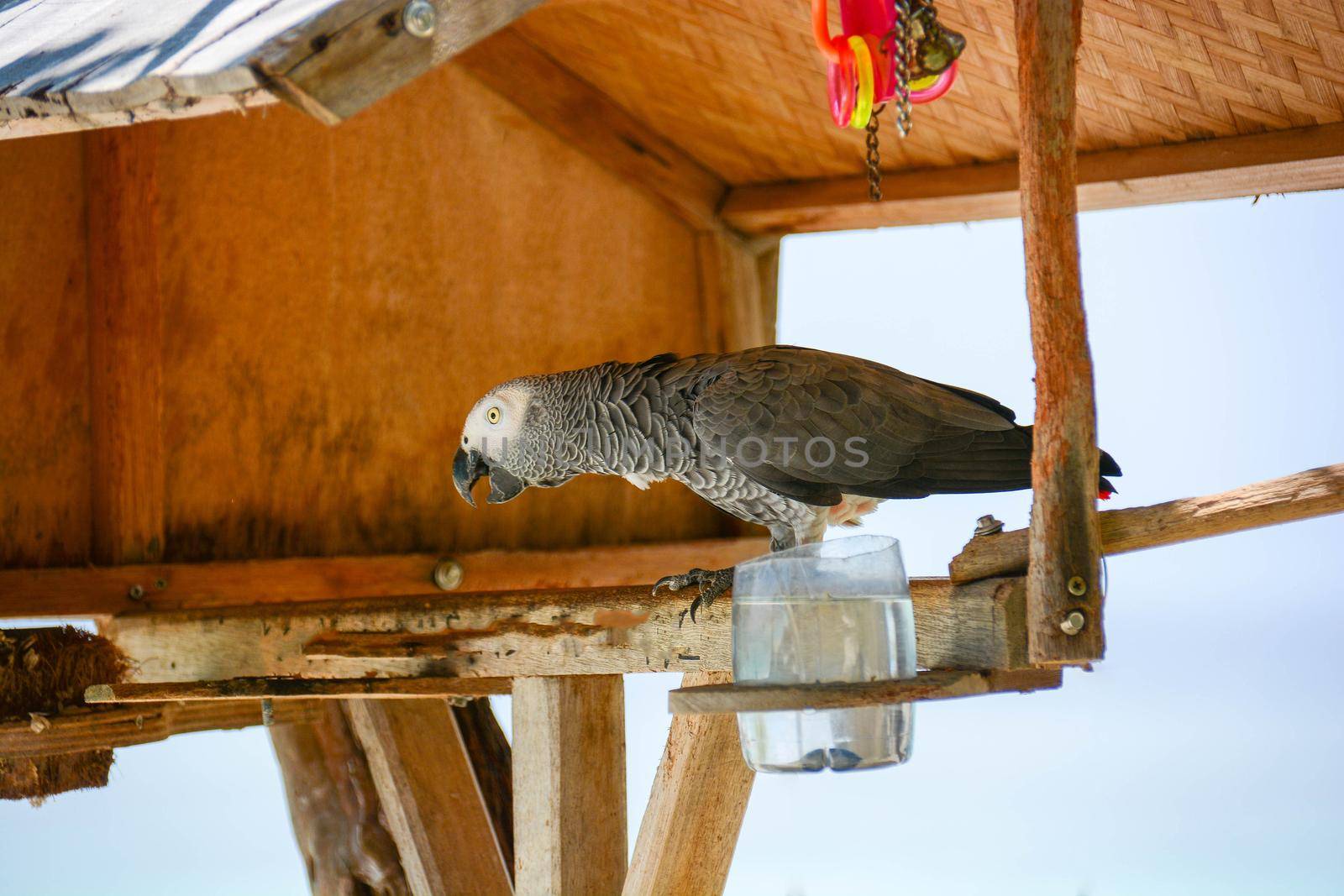 gray parrot by iacobino