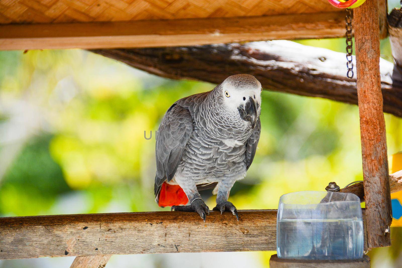 wild parrot that to survive must be kept tied because it does not eat alone