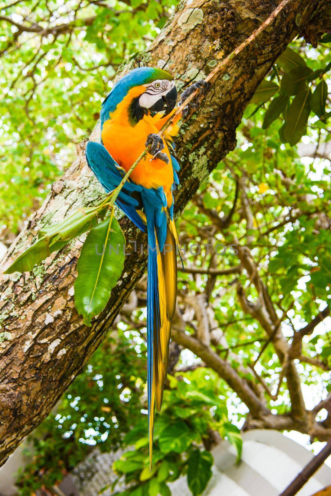 colored parrot that to have food makes the acrobat cling to a tree branch