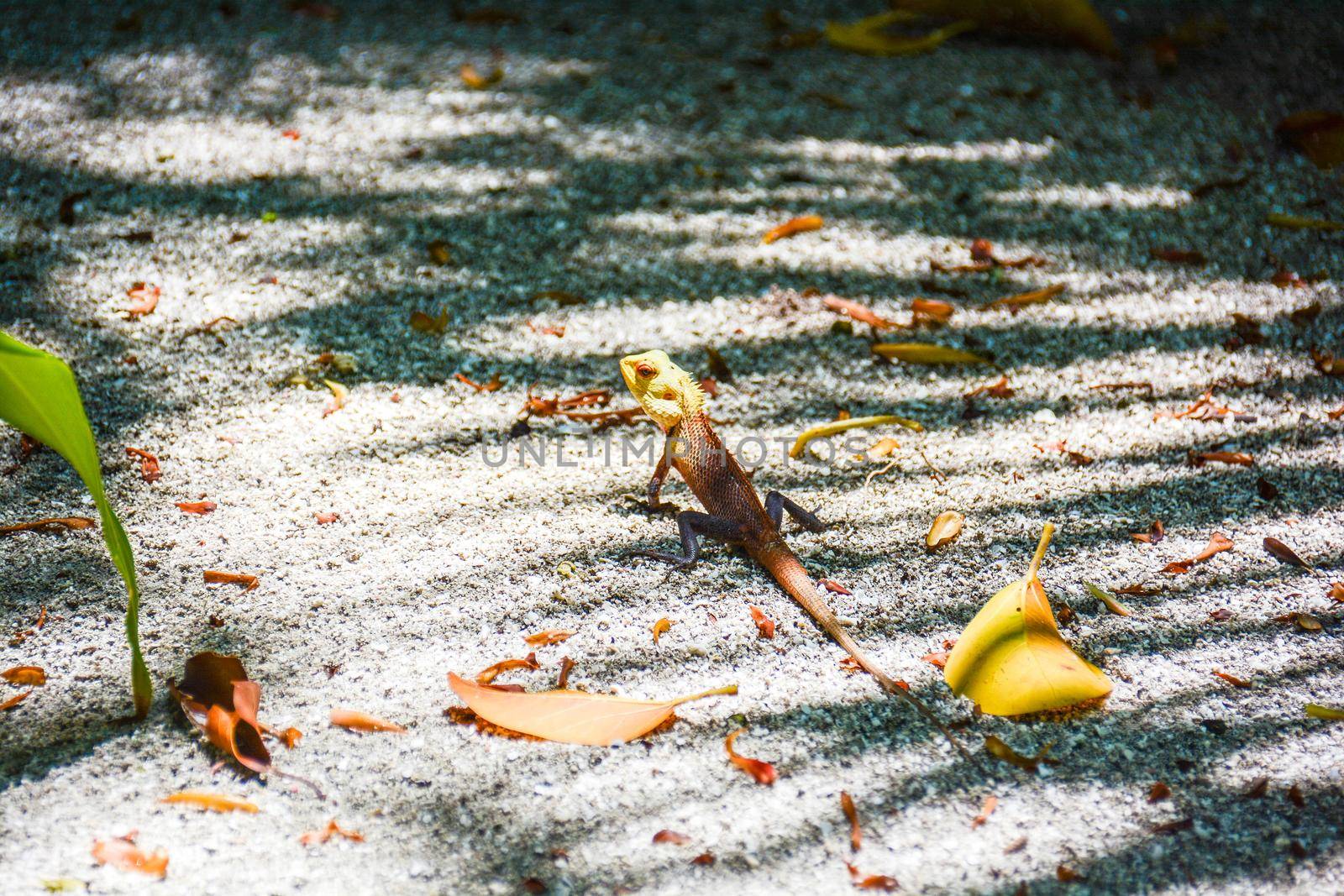 wild reptile on a tropical atoll motionless to blend in
