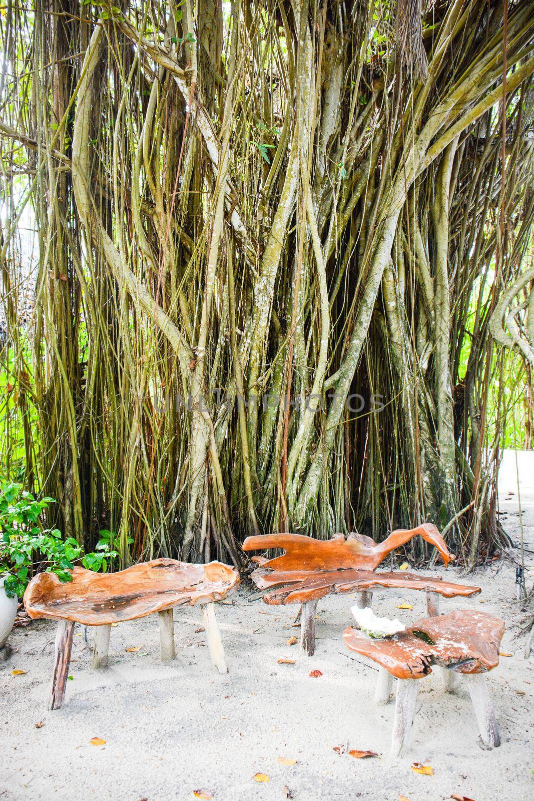 maldive nika tree by iacobino
