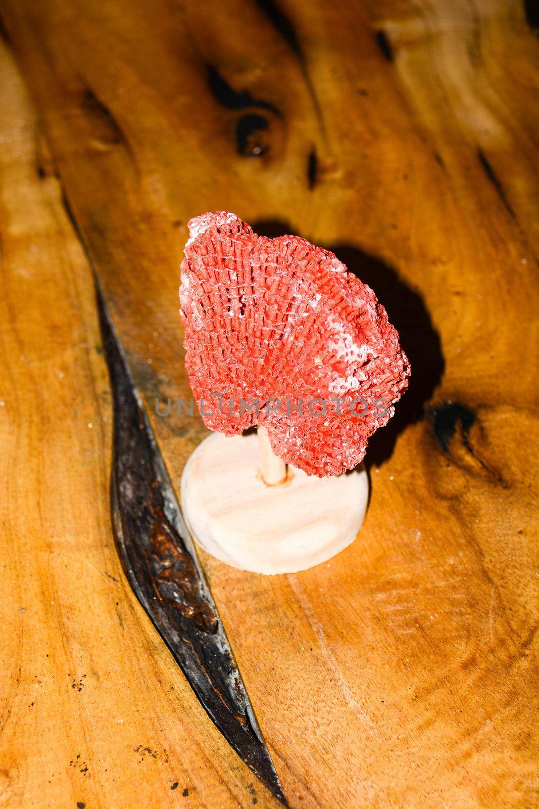 Maldives, a new coral that grows on the barrier destroyed by the 2004 tsunami