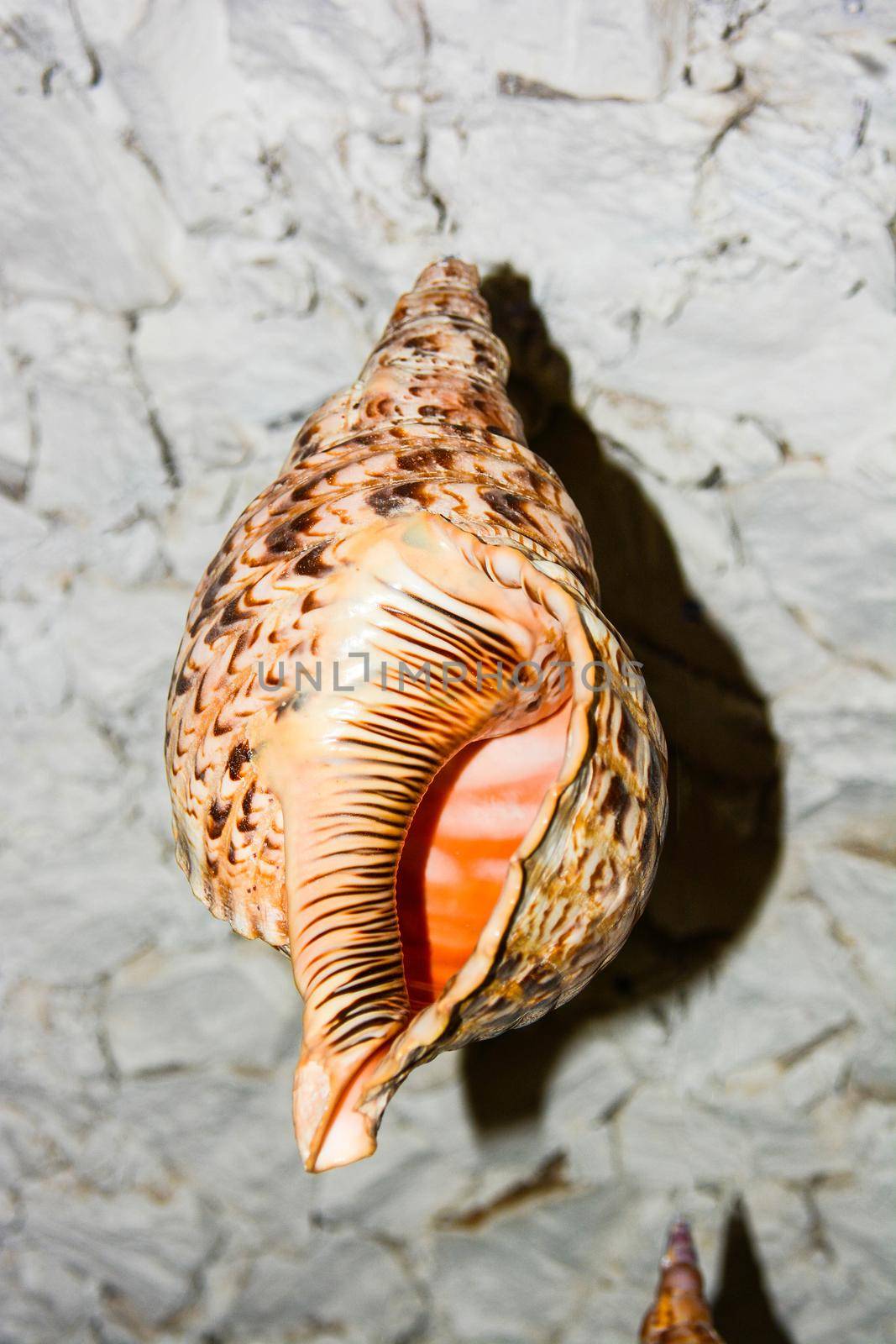 maldivian shell by iacobino