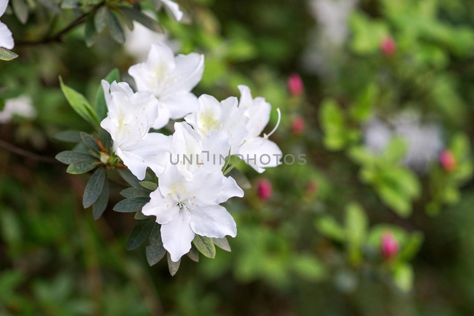 Shrub of white Azalea flowers with pink spots on a dark background.