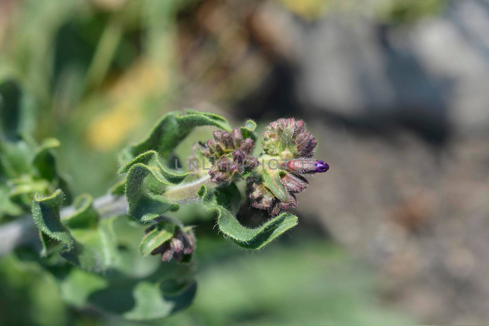 Common bugloss - Latin name - Anchusa officinalis