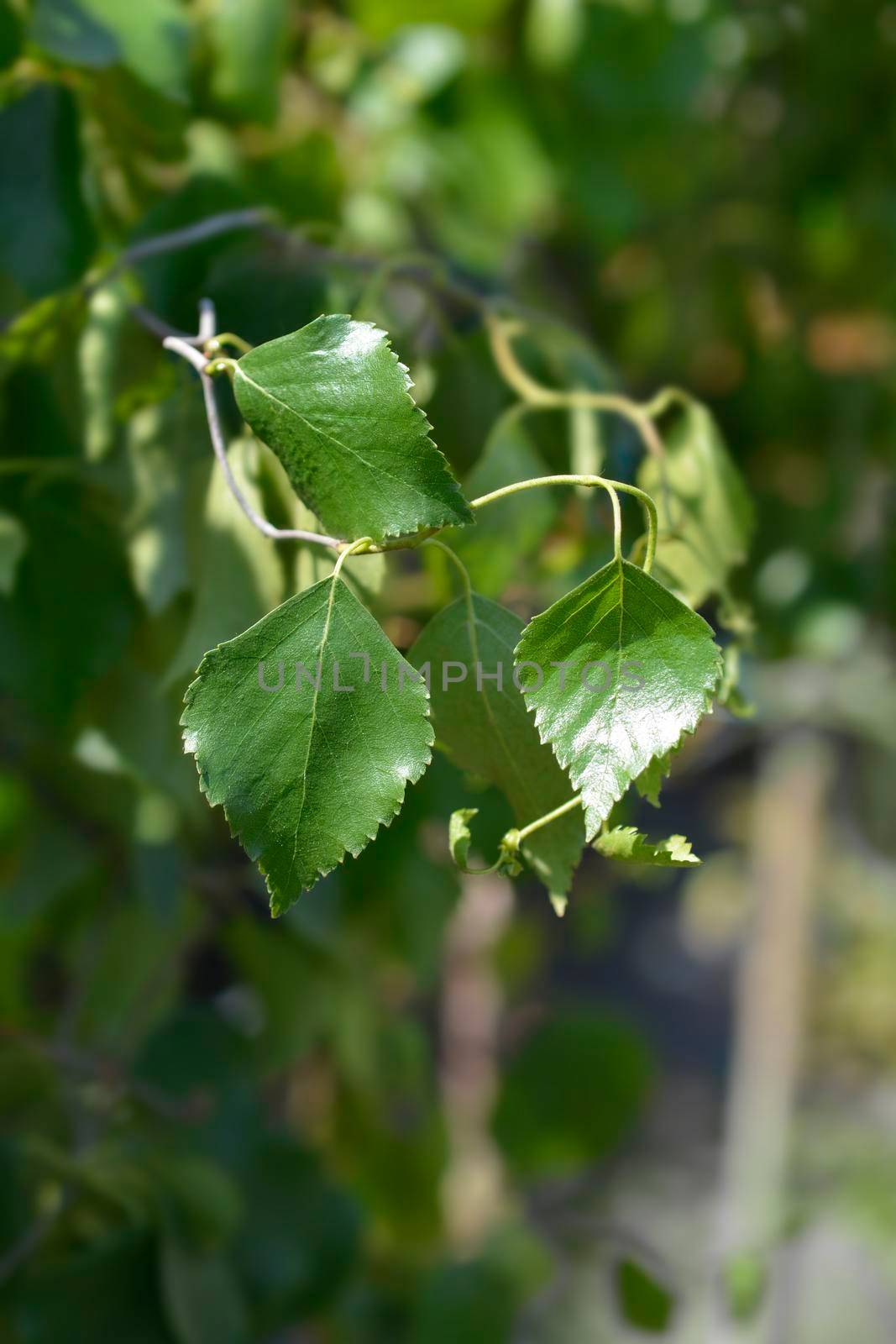 Spider Alley birch leaves - Latin name - Betula pendula Spider Alley