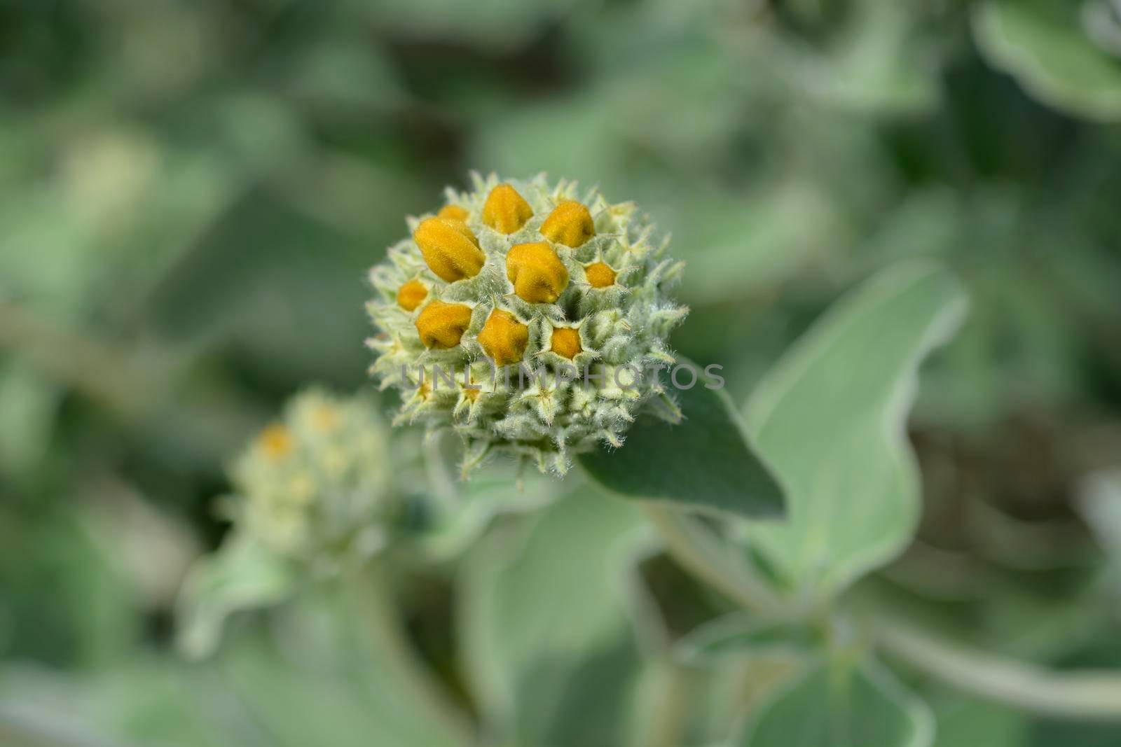 Jerusalem sage yellow flower bud - Latin name - Phlomis fruticosa