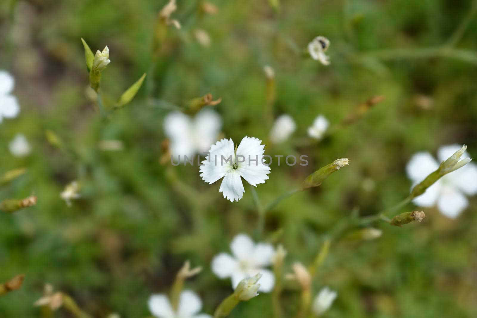 Maiden Pink White - Latin name - Dianthus deltoides Albus