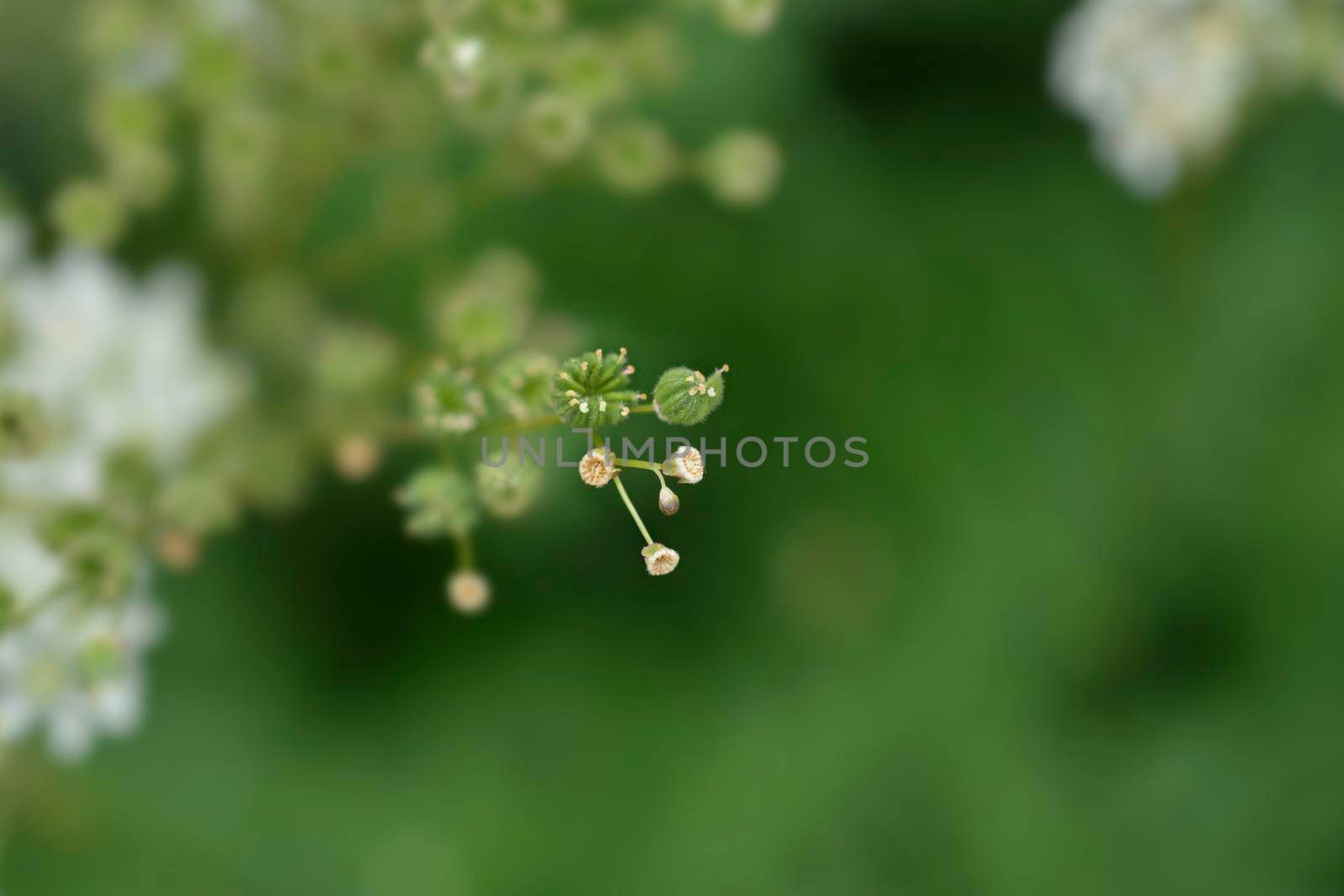 Fern-leaf dropwort seeds - Latin name - Filipendula vulgaris