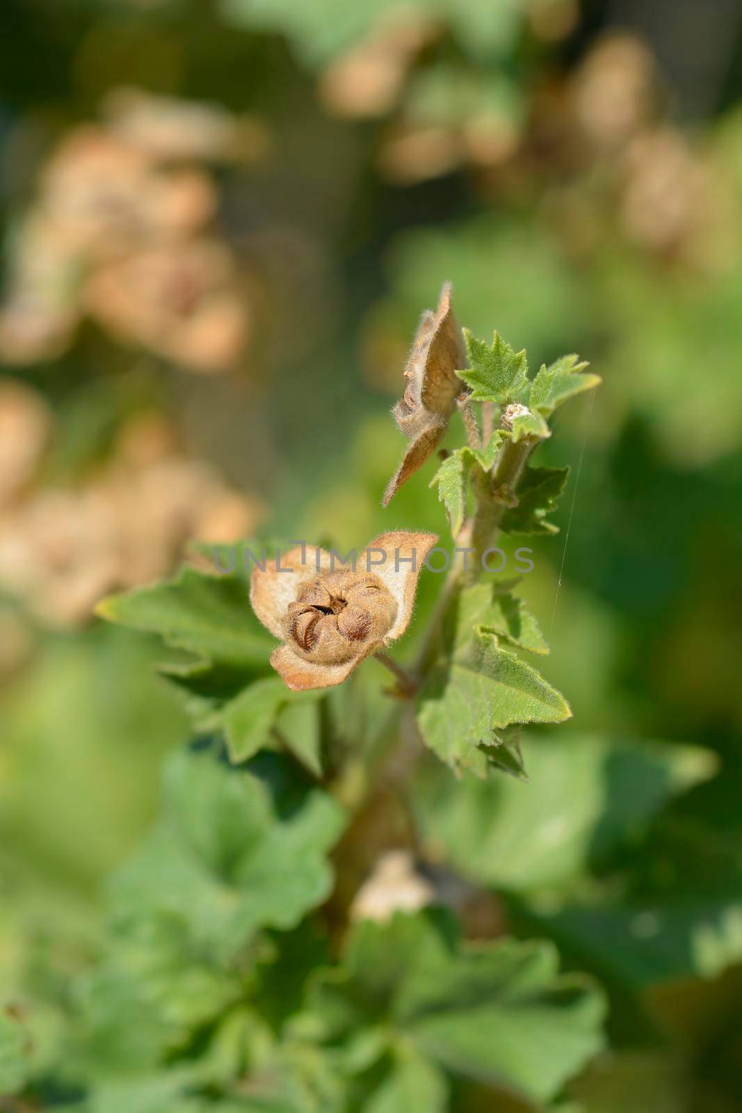 Velvet tree mallow by nahhan