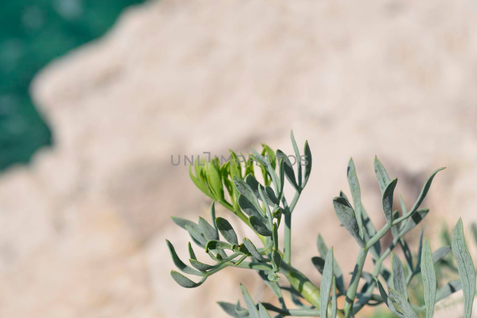 Sea fennel leaves - Latin name - Crithmum maritimum
