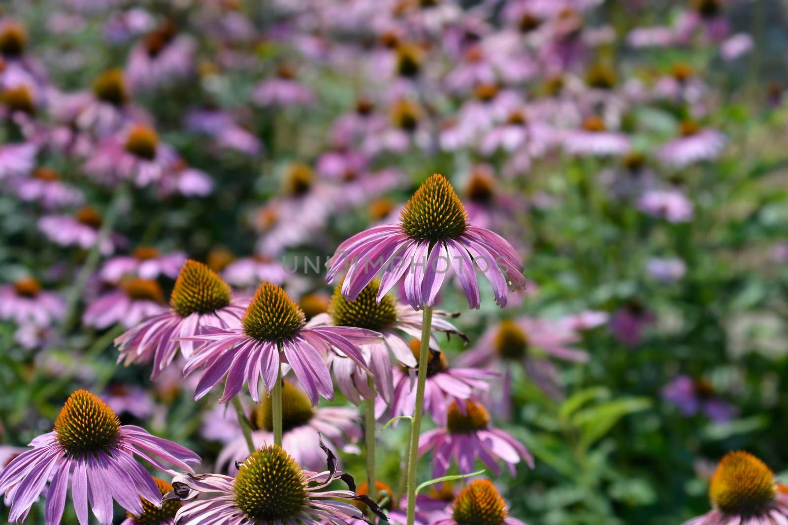 Pink coneflower by nahhan