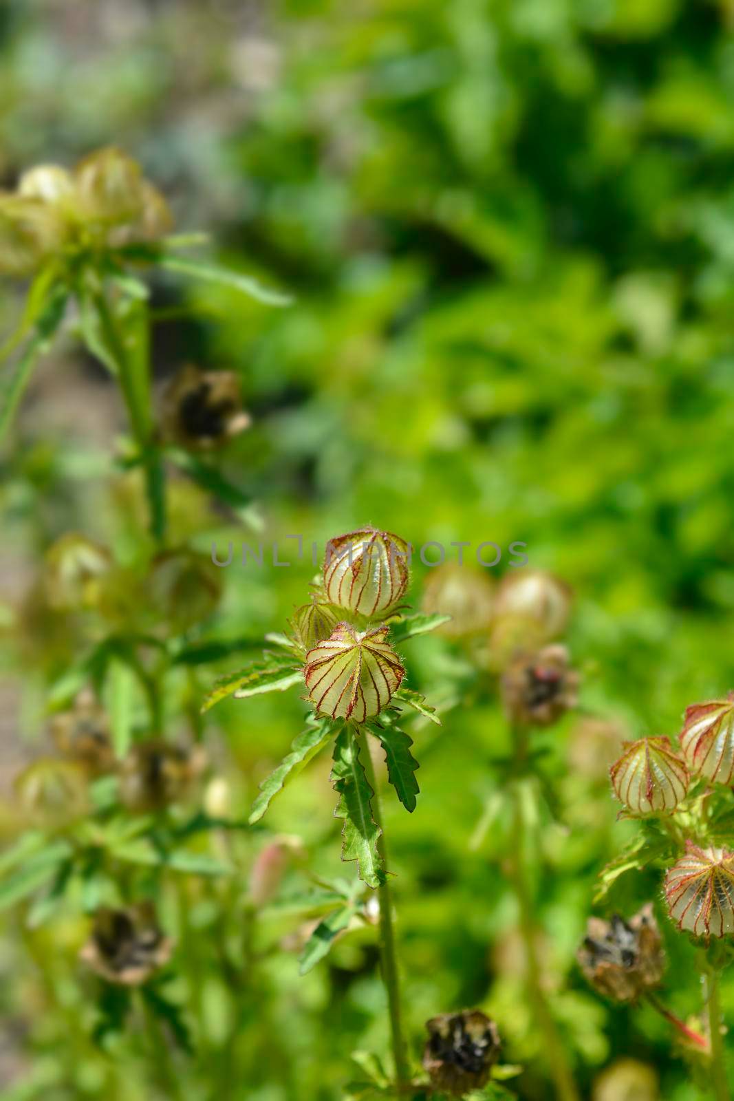 Flower-of-an-hour seed pod - Latin name - Hibiscus trionum