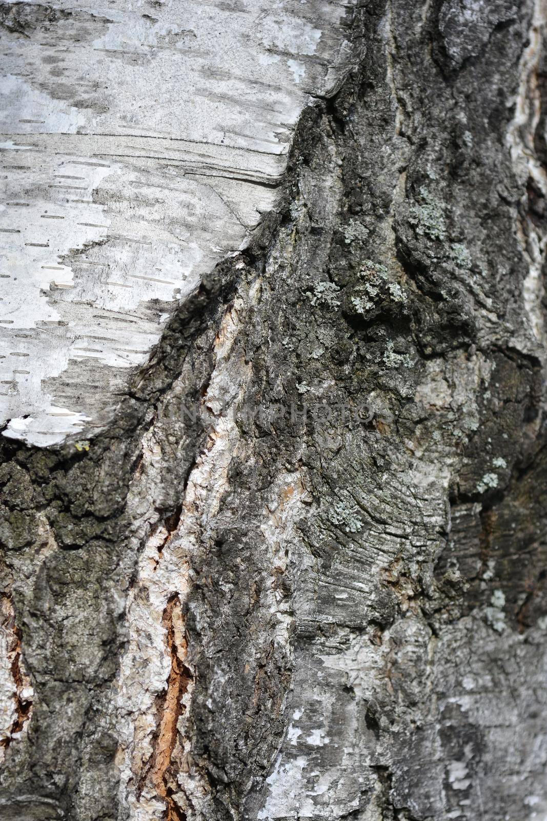 Common birch bark detail - Latin name - Betula pendula