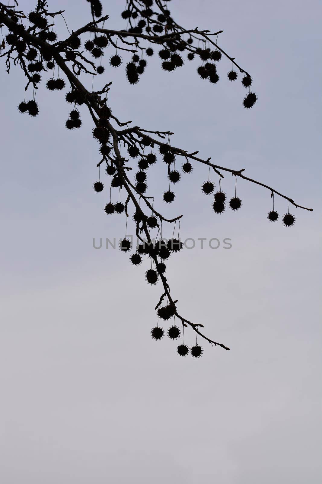 American sweetgum seeds on branches silhouette against gray sky - Latin name - Liquidambar styraciflua