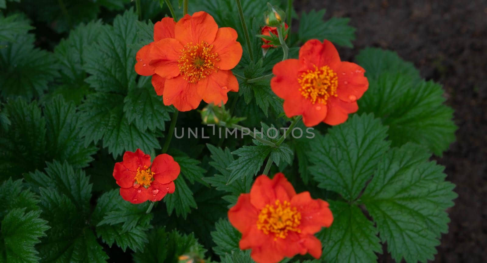 Geum coccineum borisii or dwarf orange avens red flower with green background.