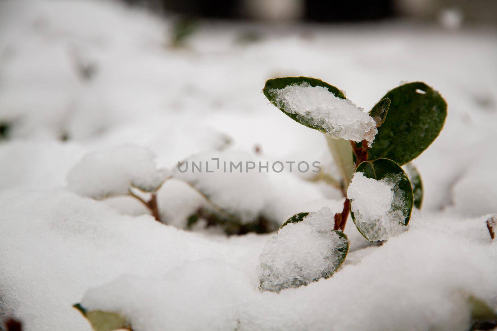 Close-up of some green leaves covered in snow