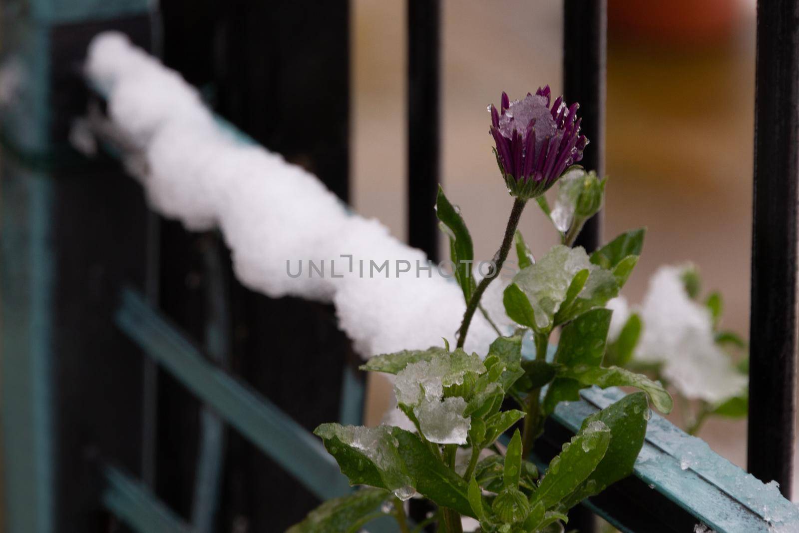 Deatil of a purple flower by a green fence in a snow day