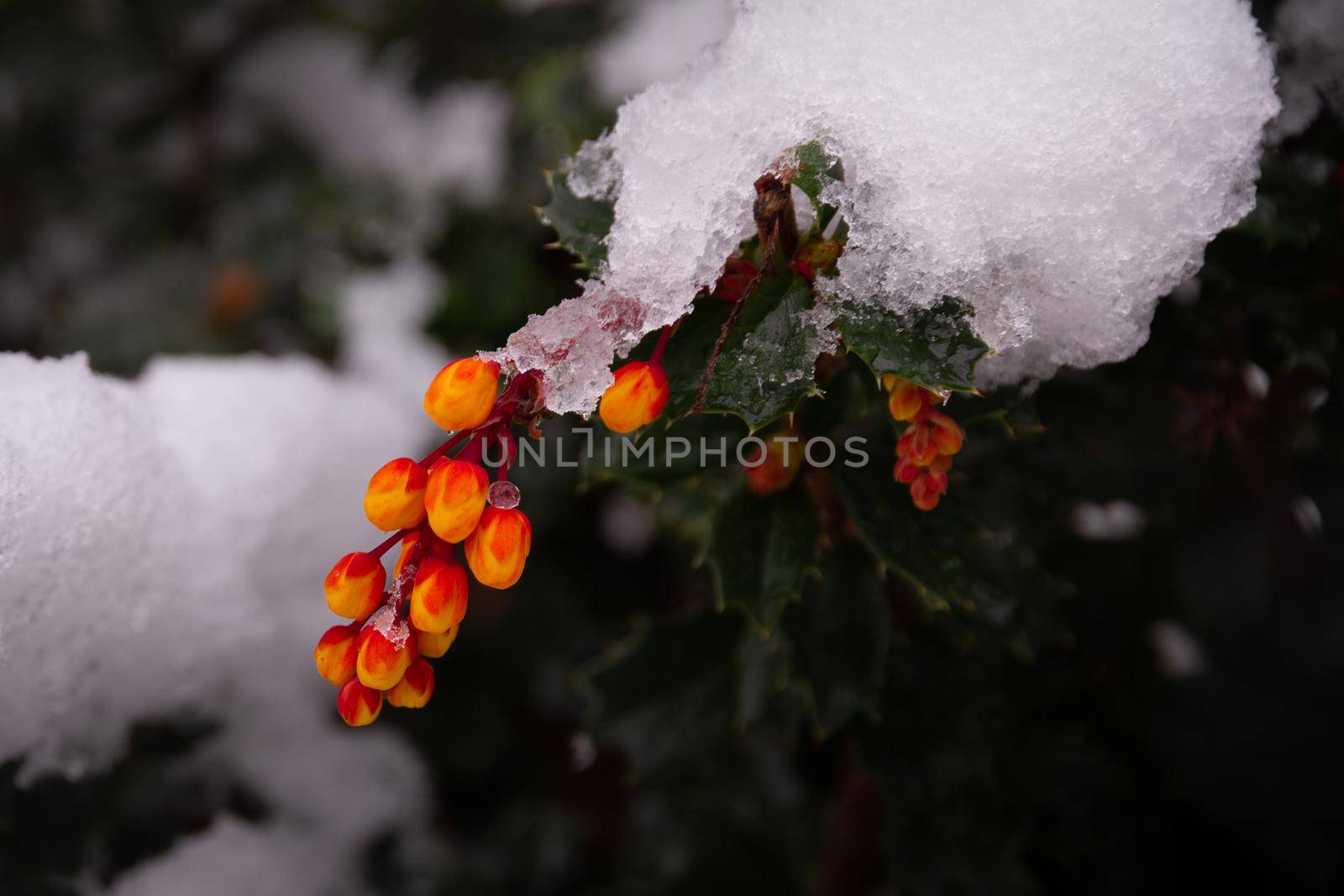Close-up of some orange flowers in branch covered in snow