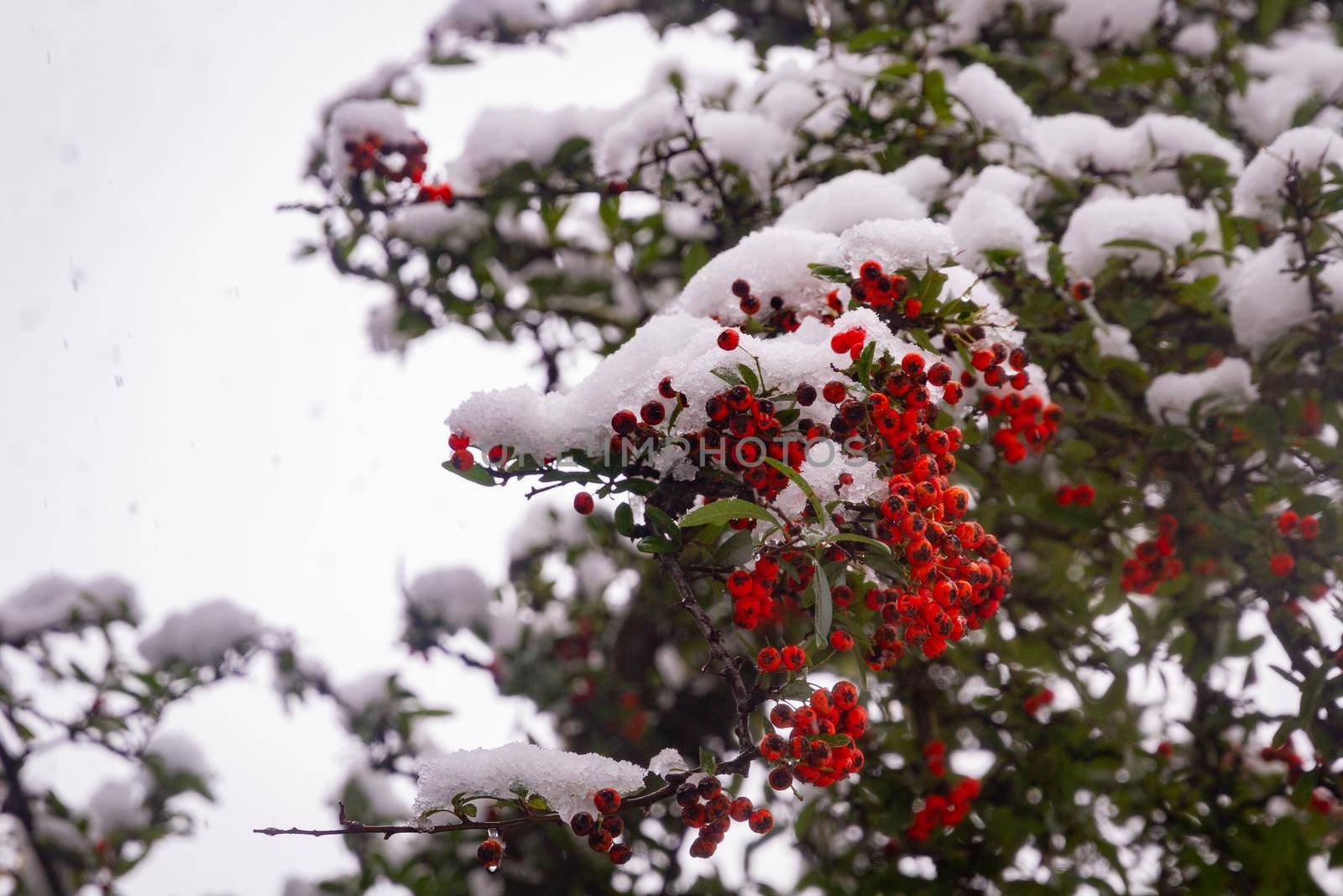 Detail of some red berries in a branch in a tree covered in the snow
