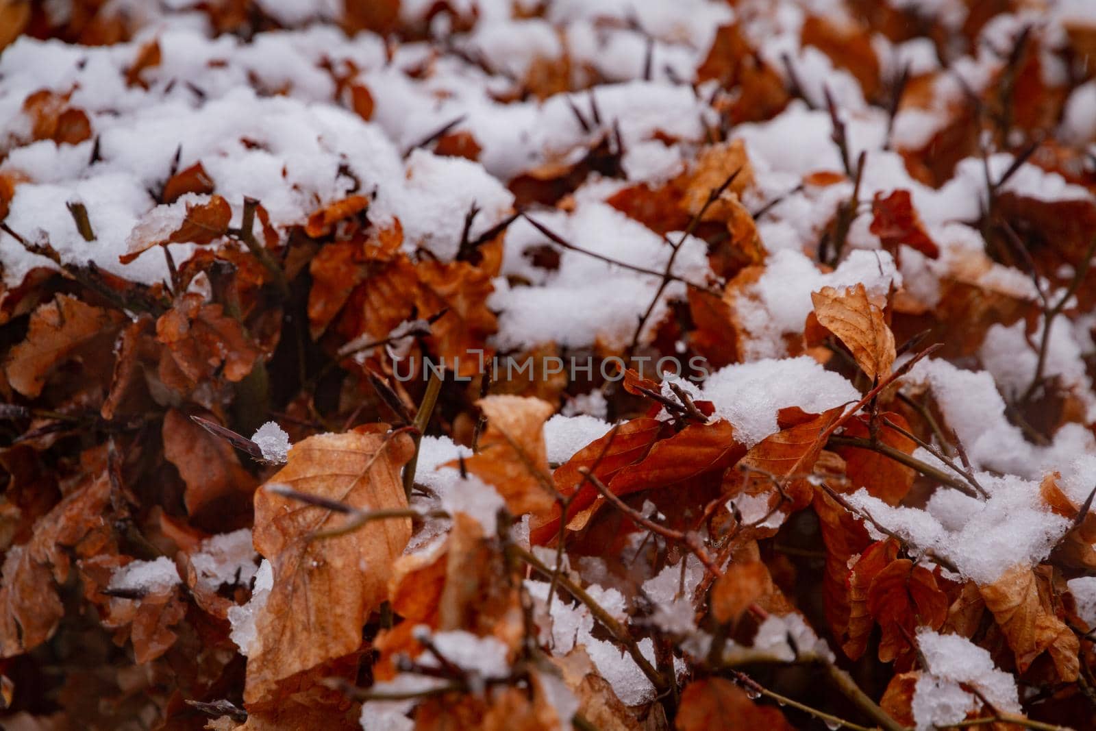 Deatil of some brown leaves covered in snow