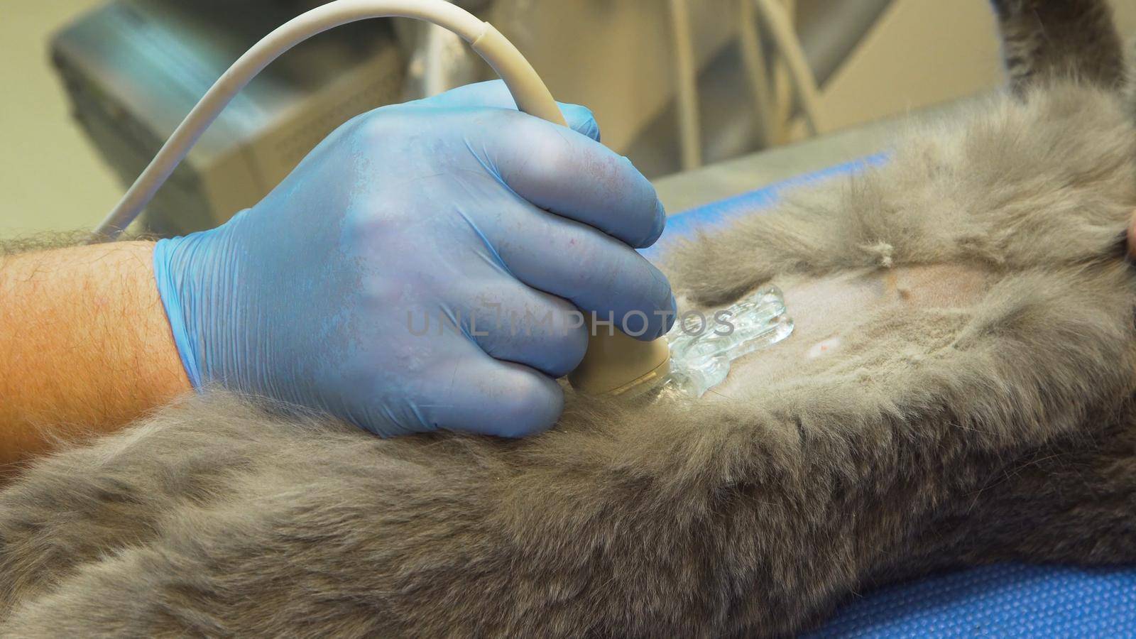 Veterinary doctor makes an ultrasound examination of a cat. Cat on ultrasound diagnosis in a veterinary clinic. Medical ultrasound.