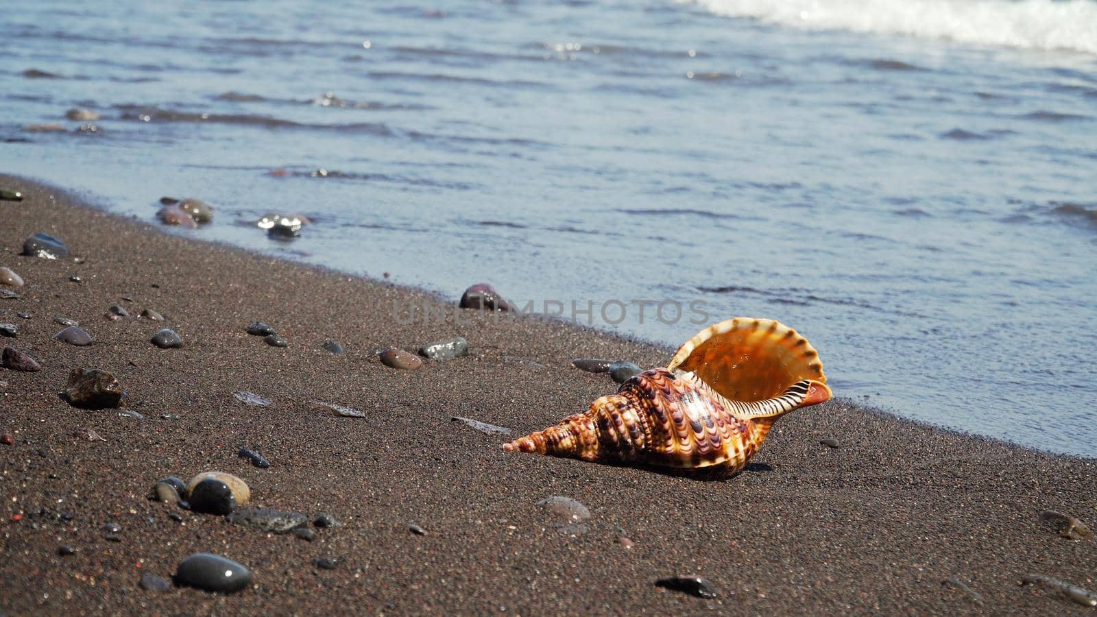 sea shell on sandy beach against sea surf. shell horn on coast seascape
