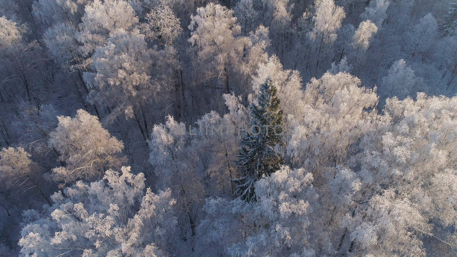 aerial view forest covered snow, frost. Frozen branches with hoarfrost in winter forest on sunny day winter landscape