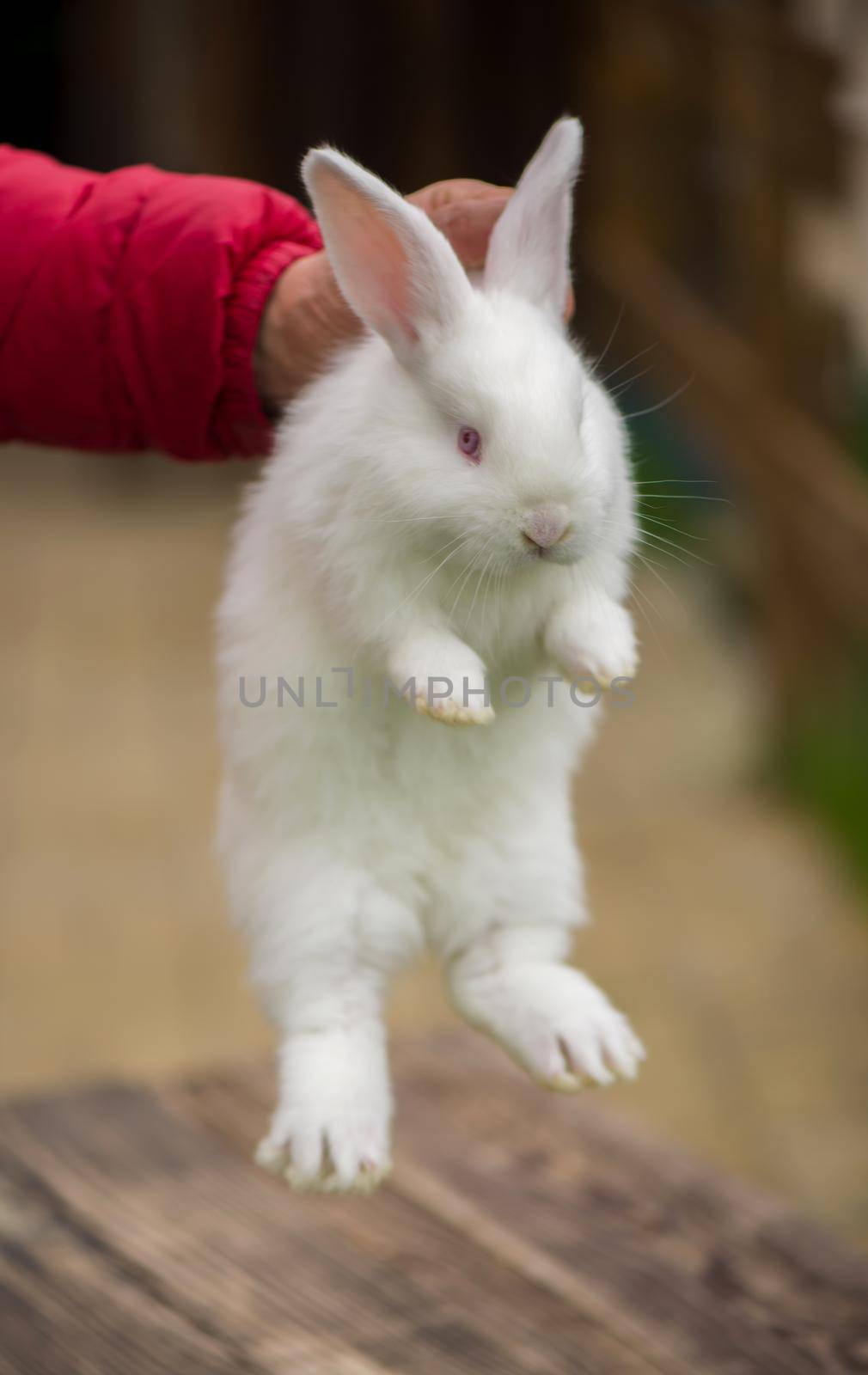 Beautiful white, fluffy baby rabbit in green grass