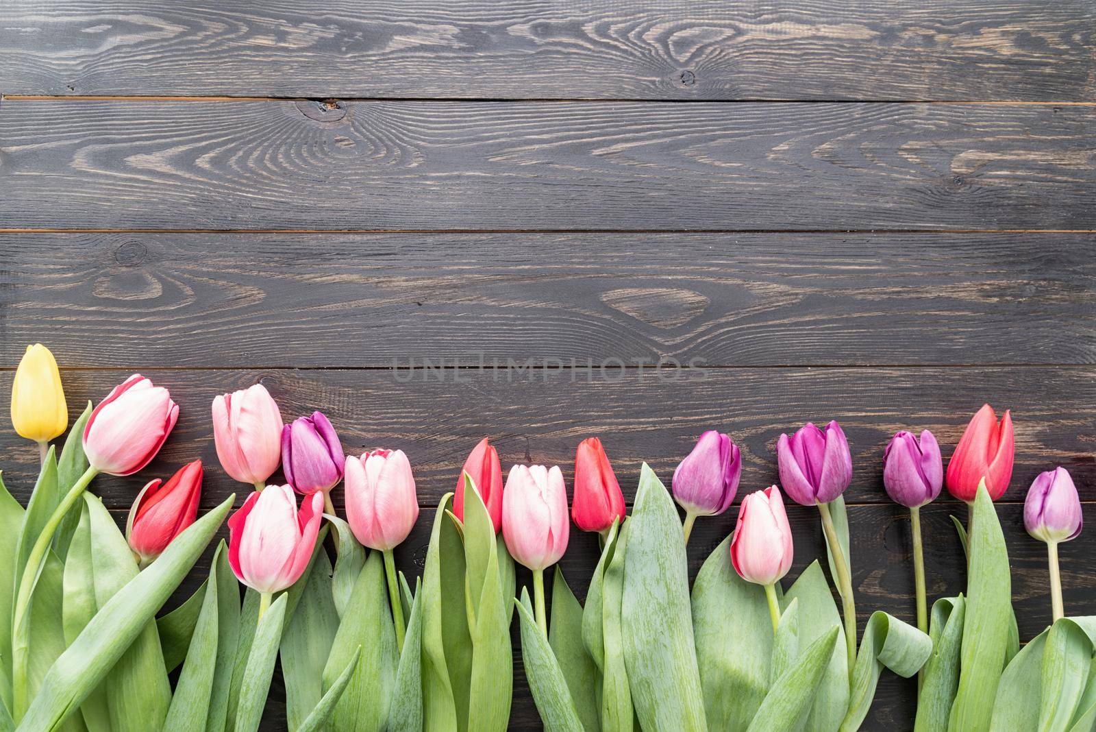 colorfull tulips over black wooden table background by Desperada