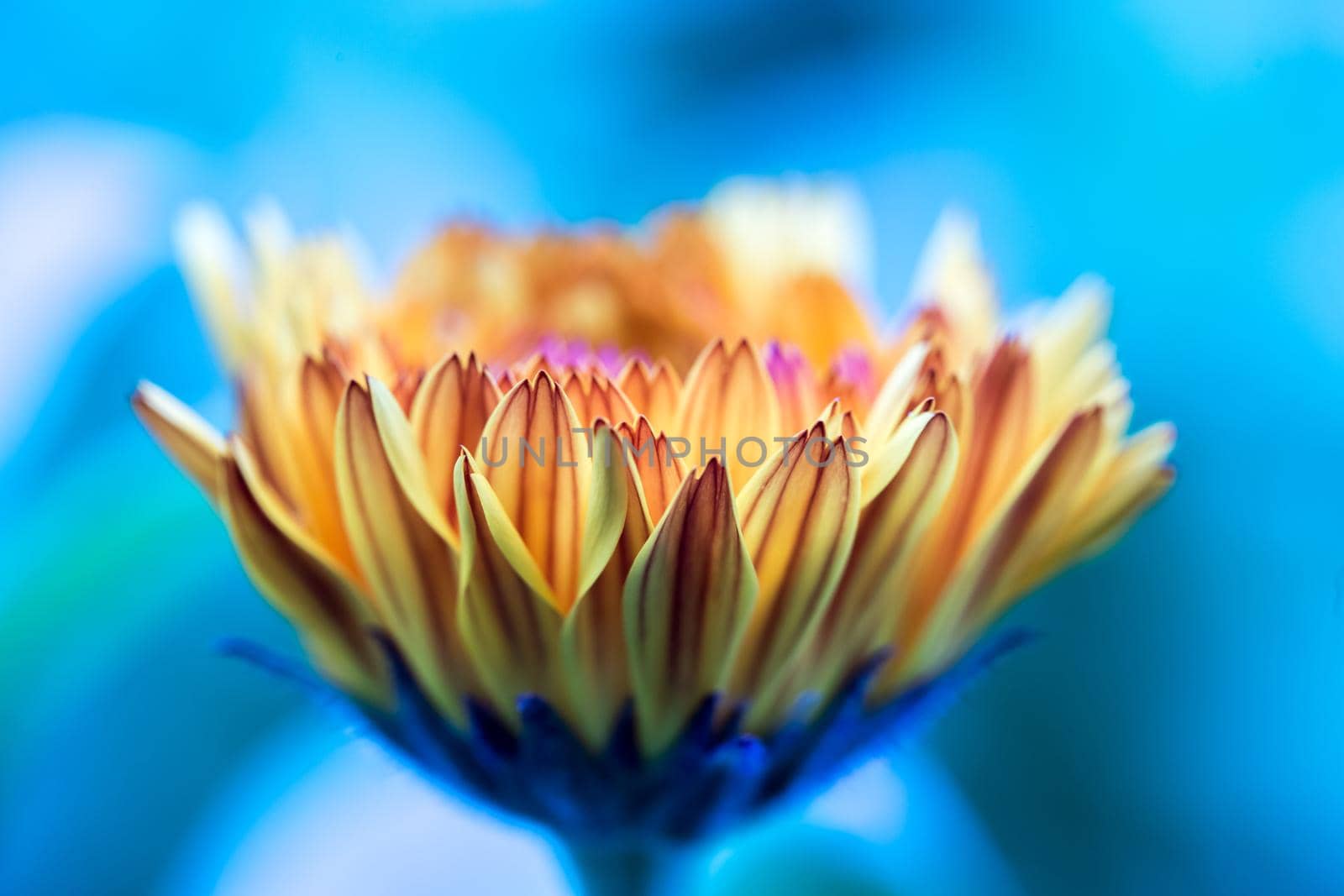 Orange flower petals, close up and blue background
