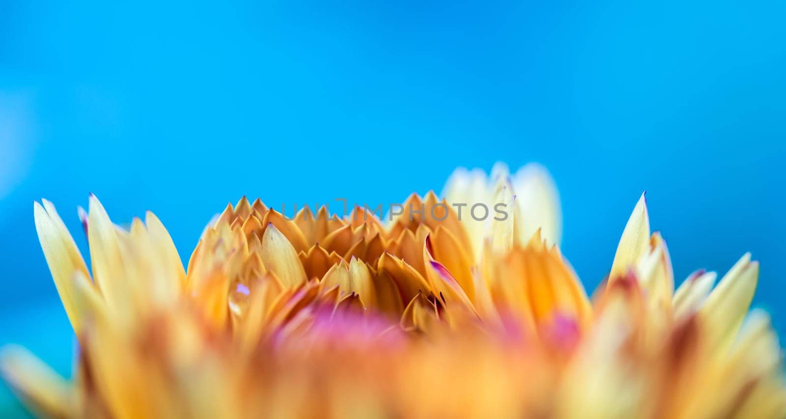 Orange flower petals, close up and blue background