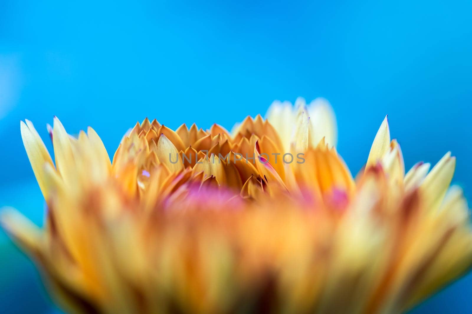Orange flower petals, close up and blue background