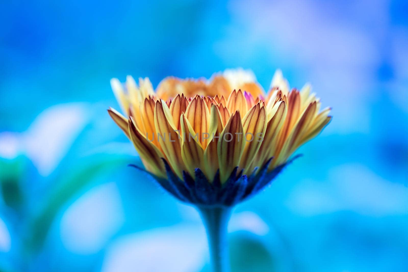 Orange flower petals, close up and blue background