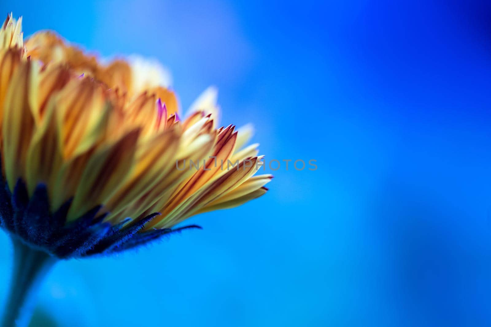 Orange flower petals, close up and blue background