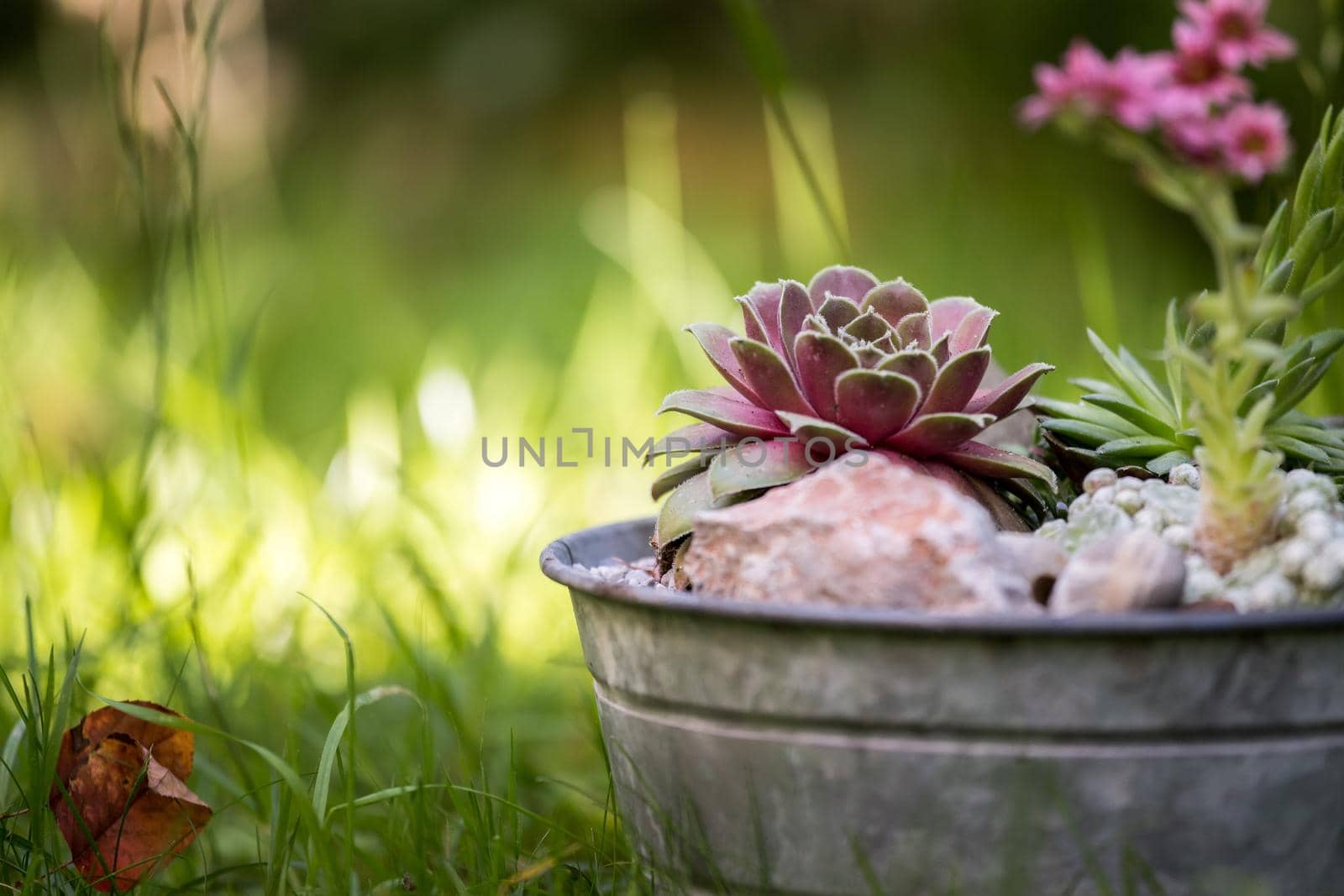 Common houseleek in a flowerpot, defocused blurry background