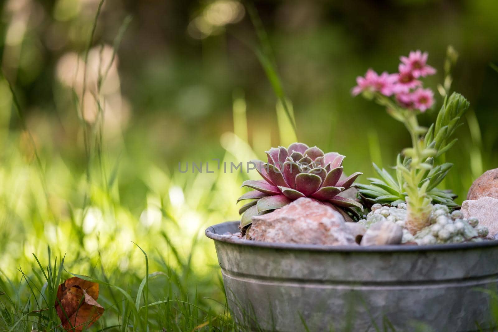 Common houseleek in a flowerpot, defocused blurry background