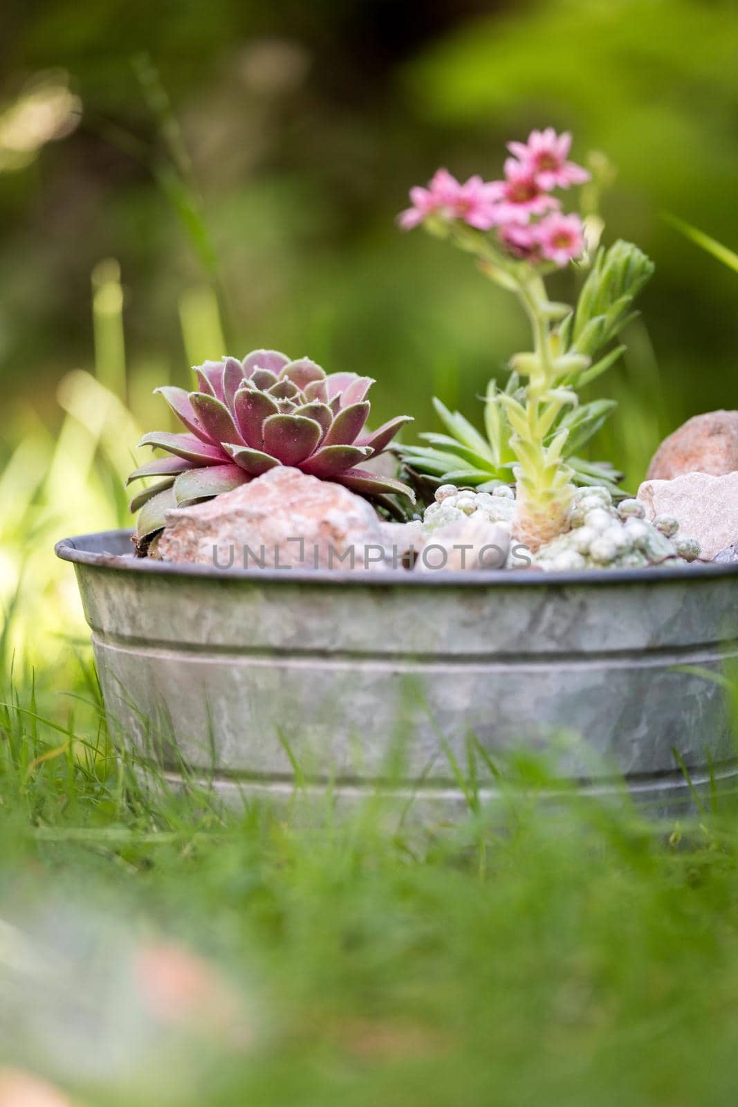 Houseleek in decorative flowerpot. Outdoors, green blurry background. by Daxenbichler