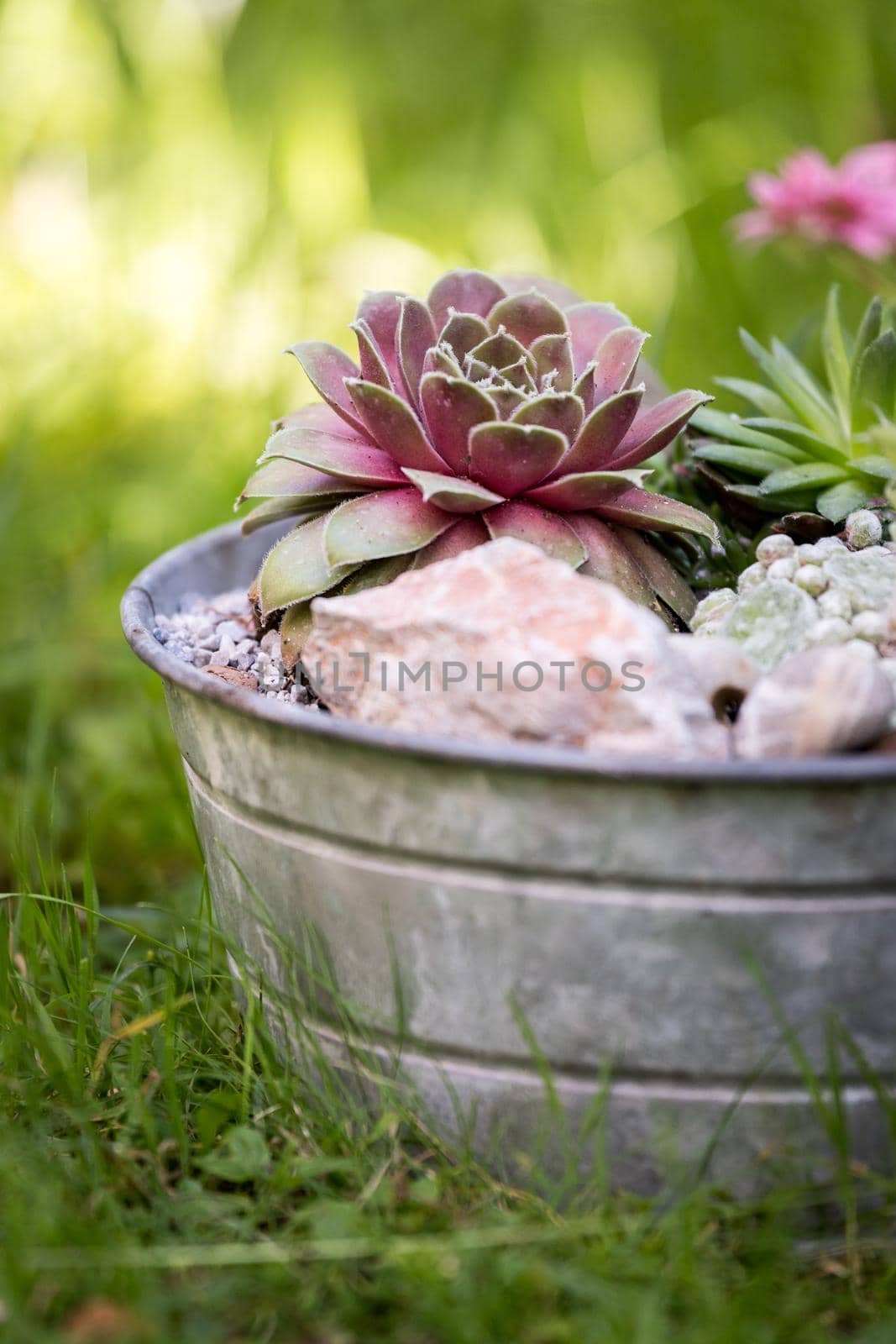 Houseleek in decorative flowerpot. Outdoors, green blurry background. by Daxenbichler