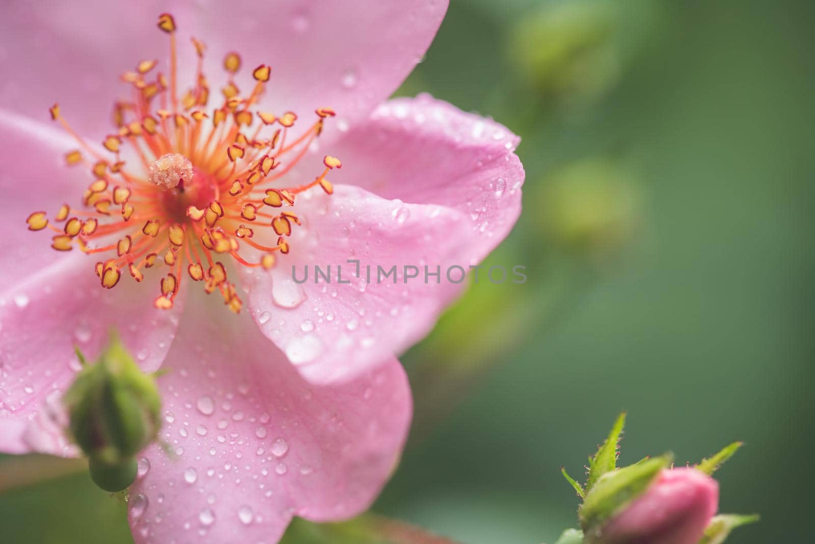 Pink flower petals with water drops, close up and green background