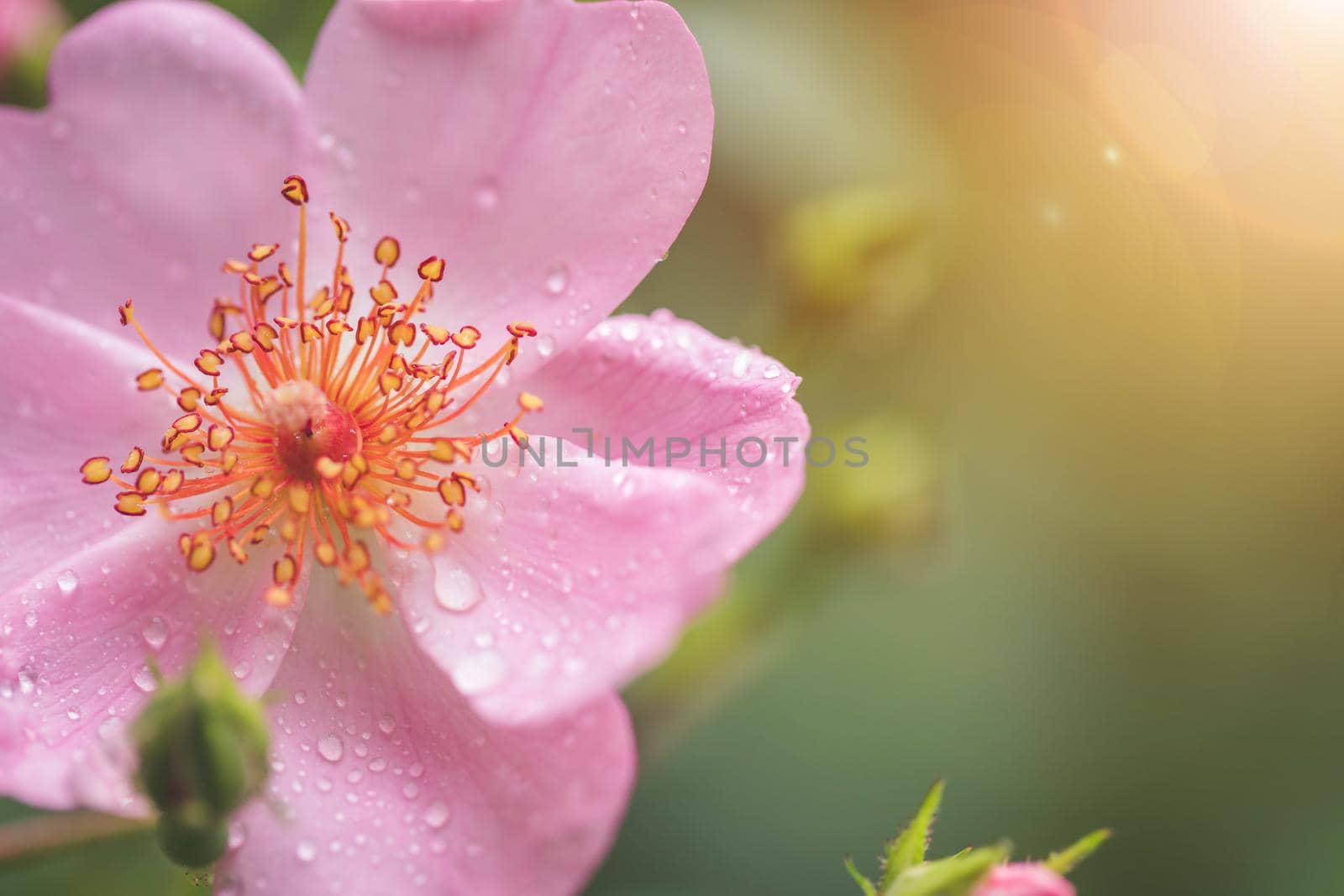 Pink flower petals with water drops, close up and green background