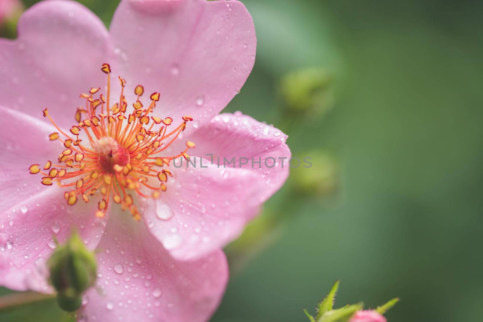 Pink flower petals with water drops, close up and green background