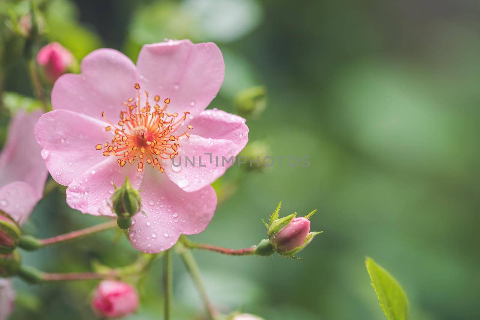 Pink flower petals with water drops, close up and green background