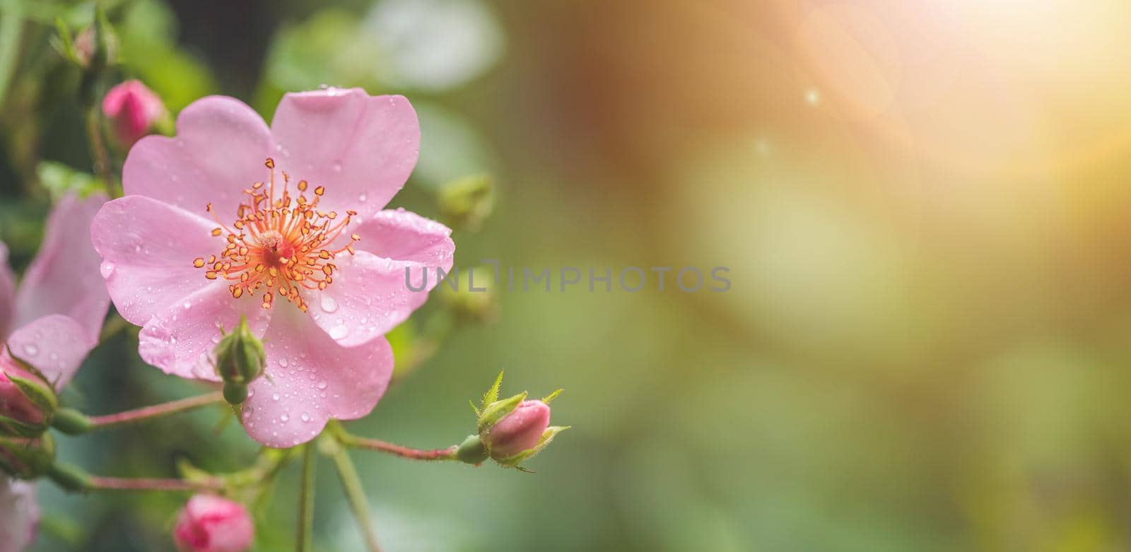 Beautiful pink flower petals with water drops. Close up and green background by Daxenbichler