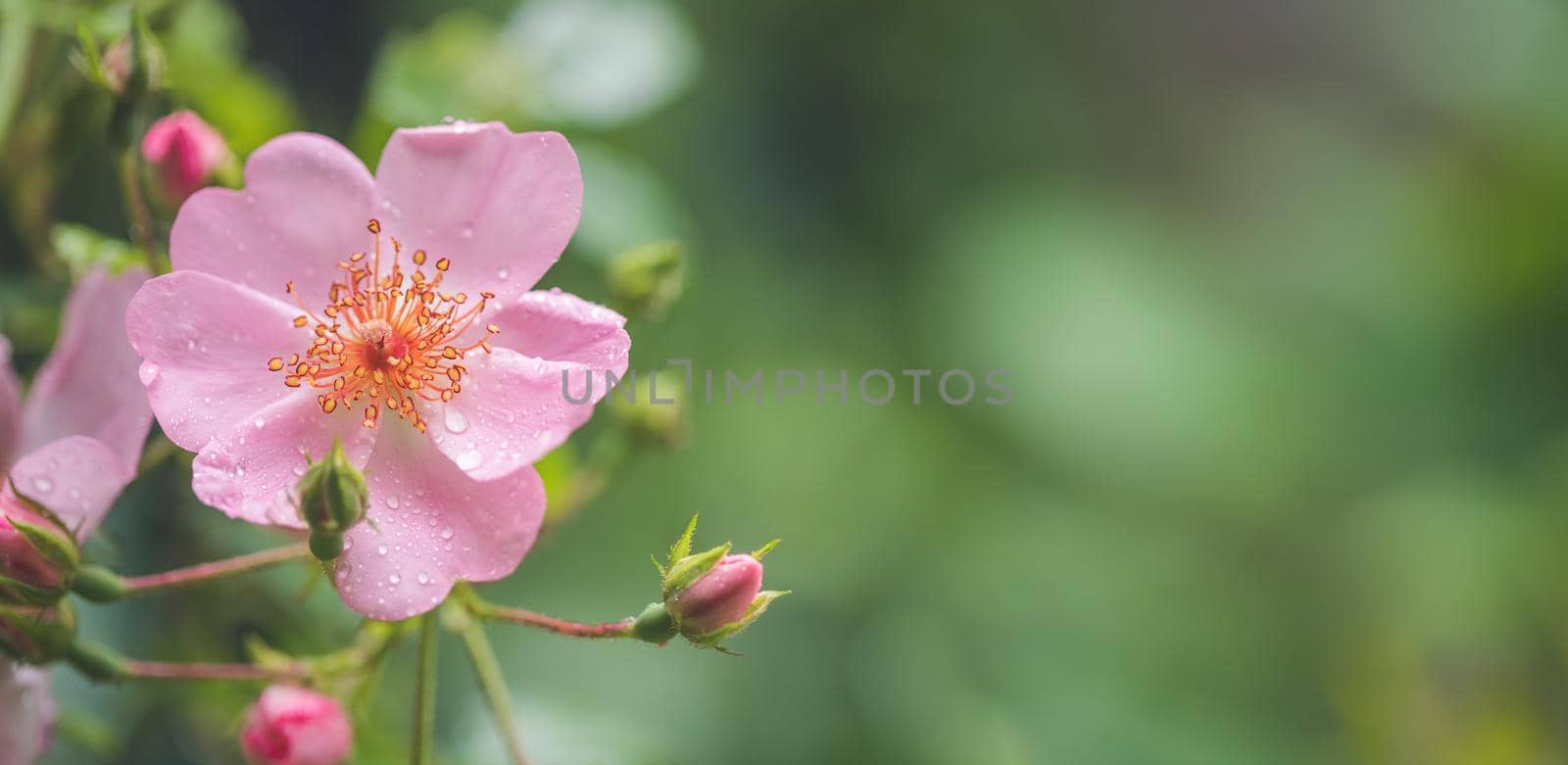 Beautiful pink flower petals with water drops. Close up and green background by Daxenbichler