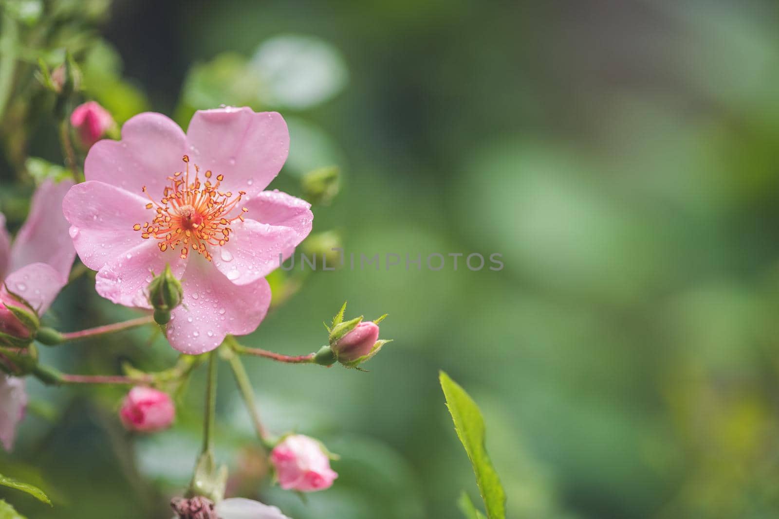 Pink flower petals with water drops, close up and green background