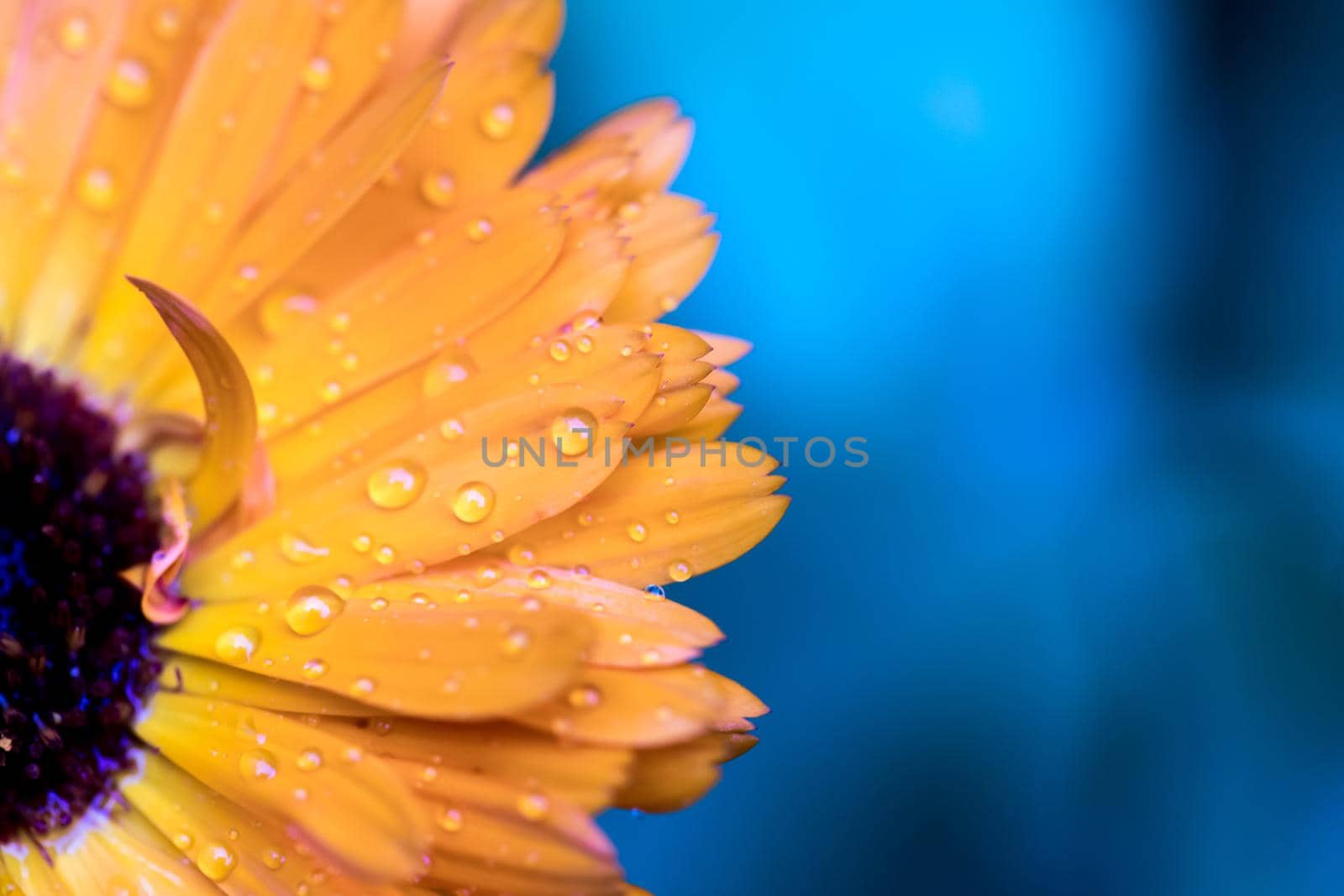 Orange flower petals with water drops, close up and blue background