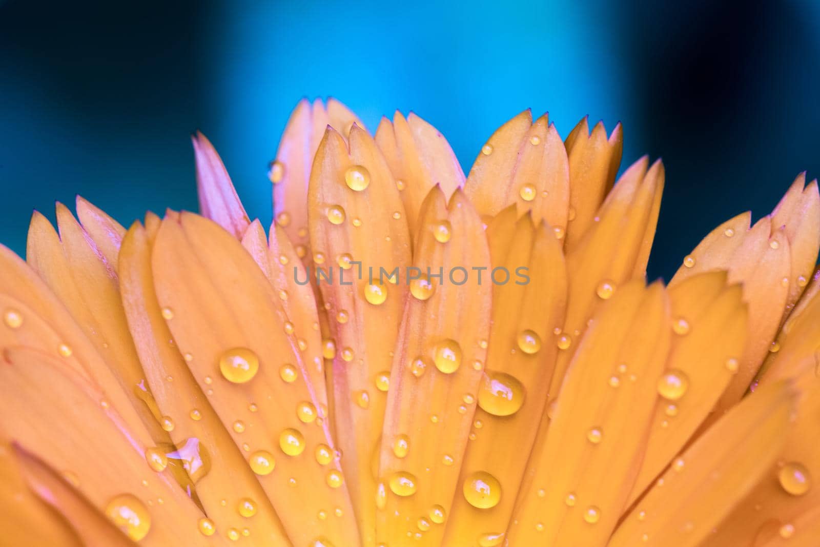 Orange flower petals with water drops, close up and blue background
